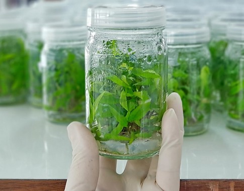 Lab. de Micropropagación Vegetal